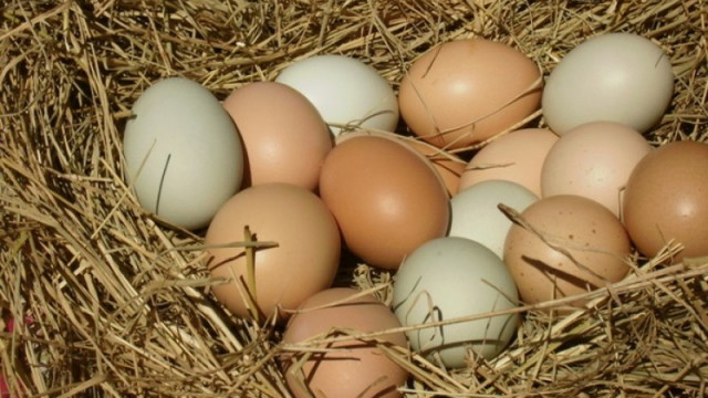 Köy Yumurtası